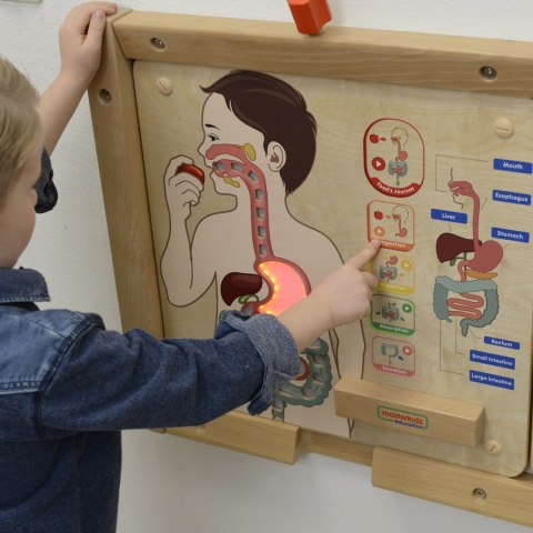  Tablica Edukacyjna Układ Trawienny Montessori