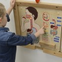  Tablica Edukacyjna Układ Trawienny Montessori