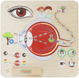  Tablica Edukacyjna Zmysł Wzroku Montessori